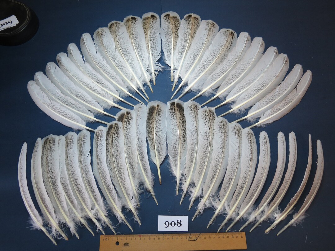 42 Pcs.turkey Feathers, Wing Feathers, Natural Turkey Feathers, Fly