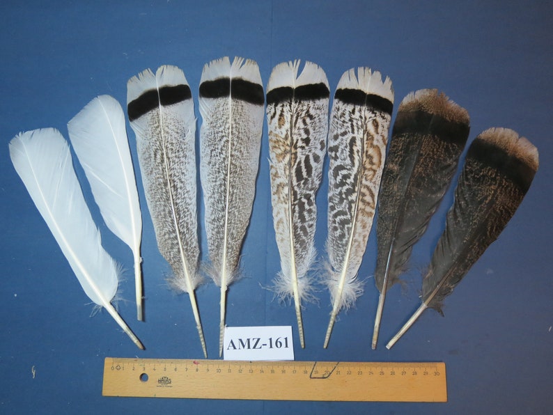 Set of 4 Turkey Feathers,tail Feathers, Natural Feathers, Fly Tying Material, Real Feathers