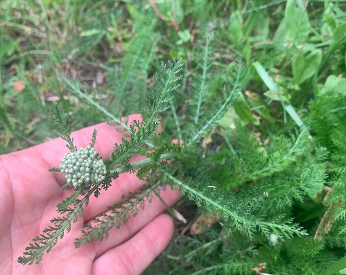 Yarrow achillea Millefolium Summer Berries Mix 25 Seeds - Etsy