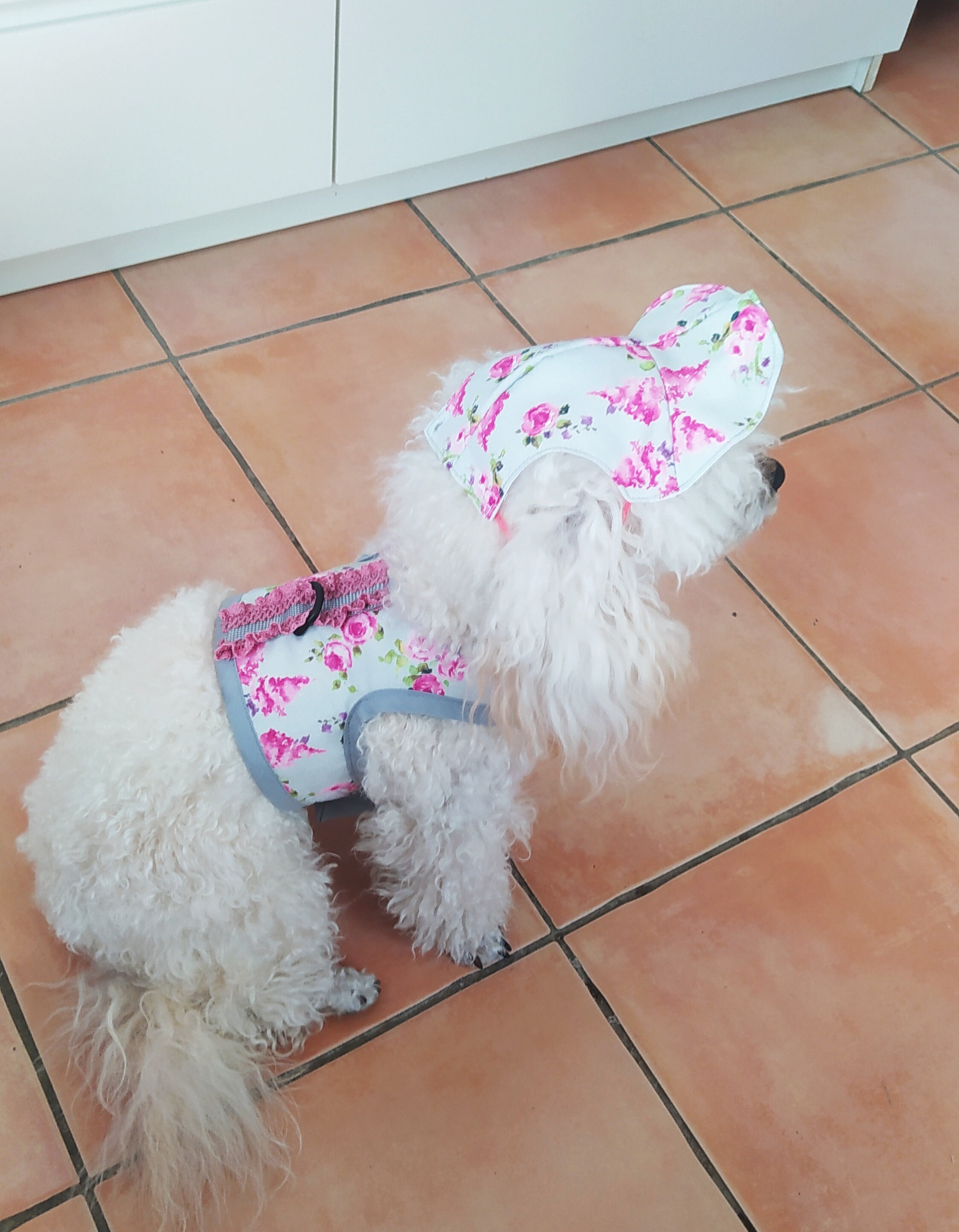 Harness, Poop Bag and Small Dog Cap Etsy