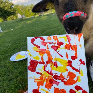 Op de afbeelding: Een canvas met abstracte kunst in rode, oranje en gele verf. Een schaap met een kleurrijke gevlochten neusband staat op de achtergrond. Een papieren bord met gele en blauwe verf staat op de achtergrond.