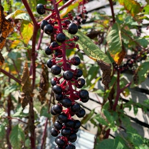 American Pokeweed Berry Seeds: natuurlijke kleurstof, vogelvoer