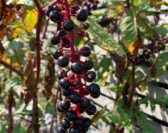 American Pokeweed Berry Seeds: natuurlijke kleurstof, vogelvoer