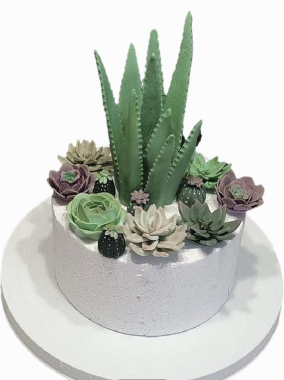 Assortment of Edible Succulents and Aloe Vera Plants - Etsy UK