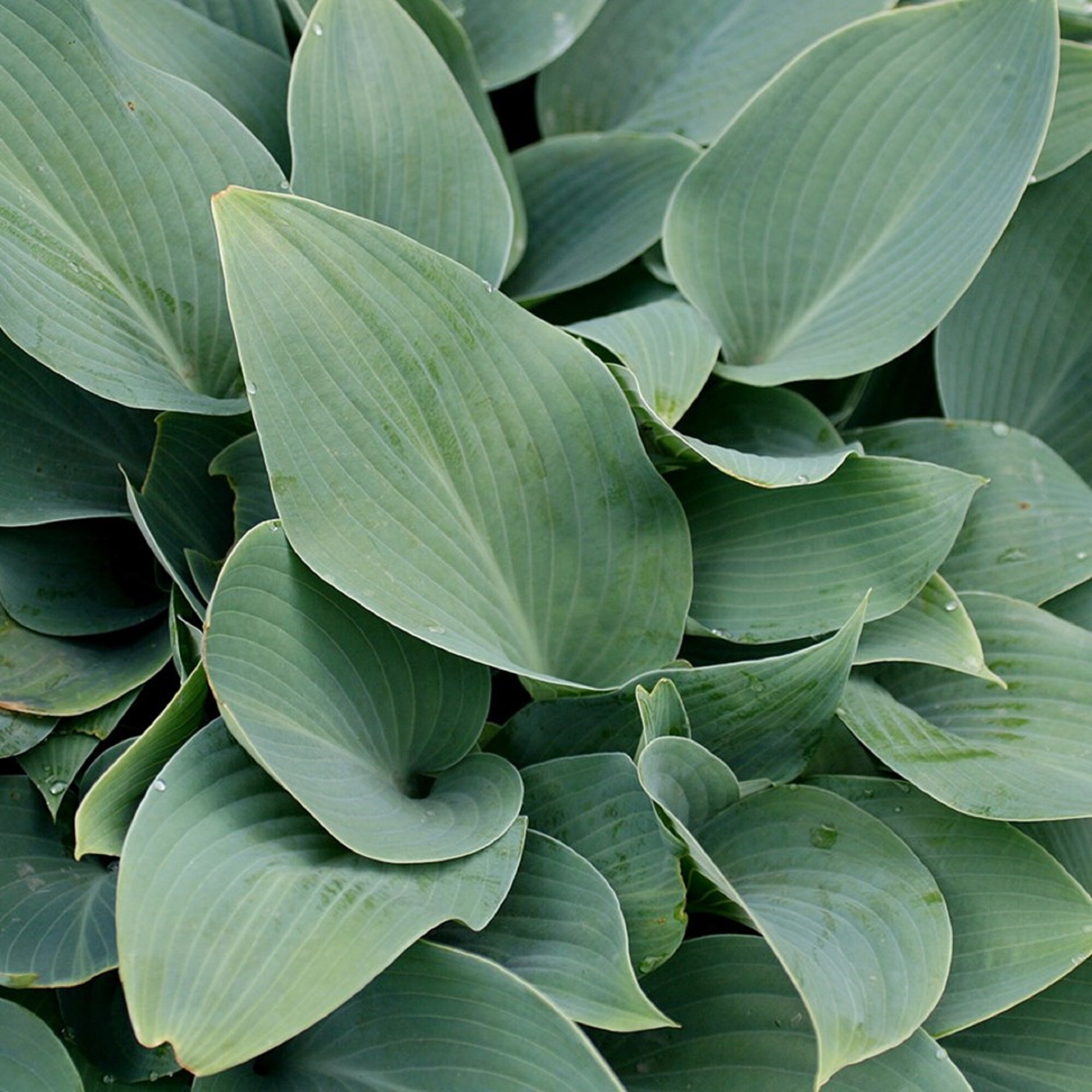 Hostas Rhs Hosta Halcyon Plant in a 17cm Pot. Blue Hosta. RHS AGM - Etsy UK