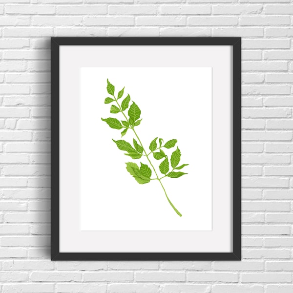 Chinaberry Leaves Print | Wall Art