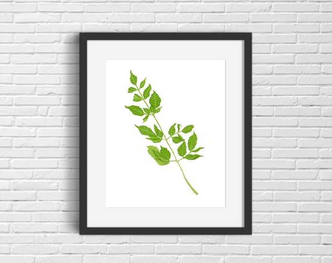 Chinaberry Leaves Print | Wall Art