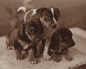 1930's Photo 'Trio of Pups' Jack Russell Pup, Dogs, Pets, Vintage Puppy Photo, Cute Dogs, Dog Postcard, Rppc