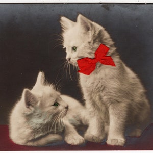Foto originale degli anni '10 'Carini gattini' Due gattini bianchi, foto di gatti vintage, gatti, cartoline di gatti, fiocco rosso, anni '10, Cat Rppc