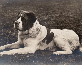 1910's Photo 'St Bernard' Lovely St Bernard Dog, Dogs, Pets, Vintage Dog Photo, Pet Portrait, Dog Postcard, Rppc,