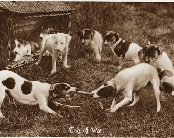 Vintage Photo 'Tug of War' Jack Russell Puppies, Dogs, Dogs Playing, Vintage Dog Photo, Dog Postcard, Vintage Rppc,