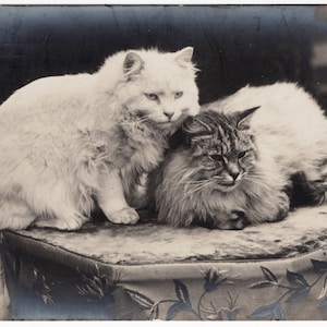 Foto di gatti d'epoca "Cute Kitties", gatti a pelo lungo, animali domestici, gatti, cartolina di gatti, gatti degli anni '10, ritratto di gatto, cartolina di gatti d'epoca