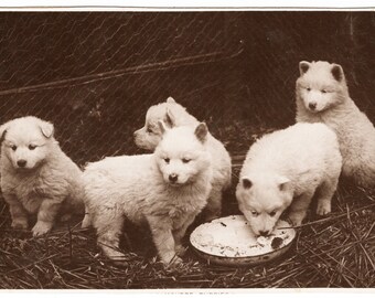 1910's Photo 'Hungry Pups' Five Samoyed Puppies, Pets, Dogs, Vintage Dog Photo, Dog Postcard, Vintage Photo,  Rppc,