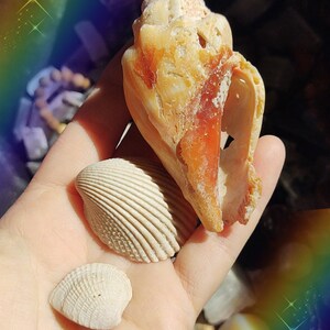 7 Sisters' Treasures #2 style image 5