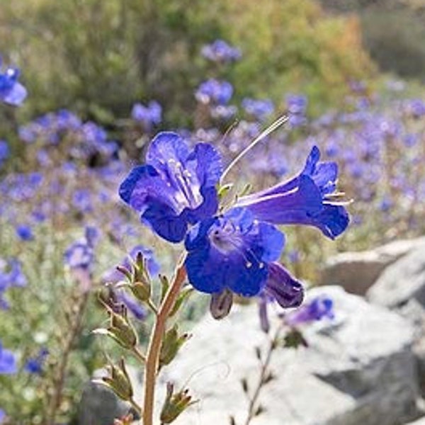 Desert Bluebell 500+ Samen | NON GMO 90% Keimung! | Phacelia Campanularia | Wüstenblume | Armer Boden Selbstaussäende Trockenheitsresistent