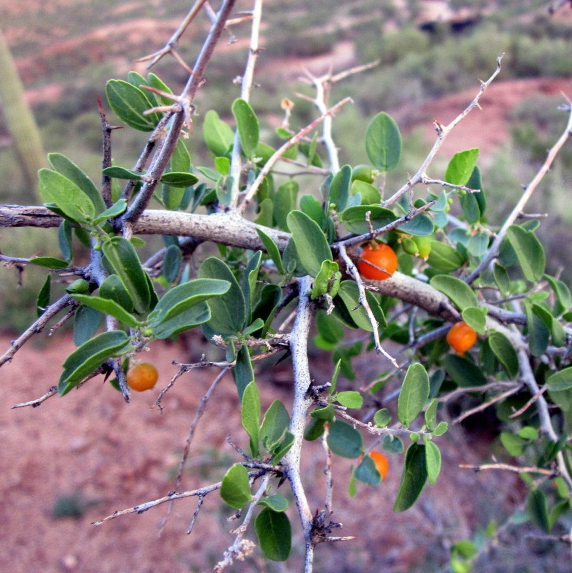 Desert Hackberry 10 Seeds Southwest Desert Fruit Tree / Etsy