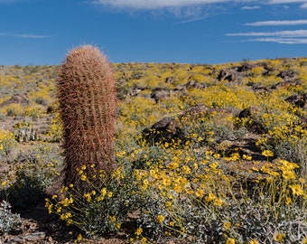 RARE Wild California TALL Barrel Cactus 100 Seeds | Ferocactus Cylindraceus |  Miner's Compass Barrel Cactus Yellow Pink
