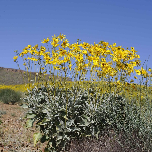 Brittlebush Encelia Farinosa 50 Seeds | Yellow DESERT FLOWER | California Wild Flower Brittlebrush Seeds