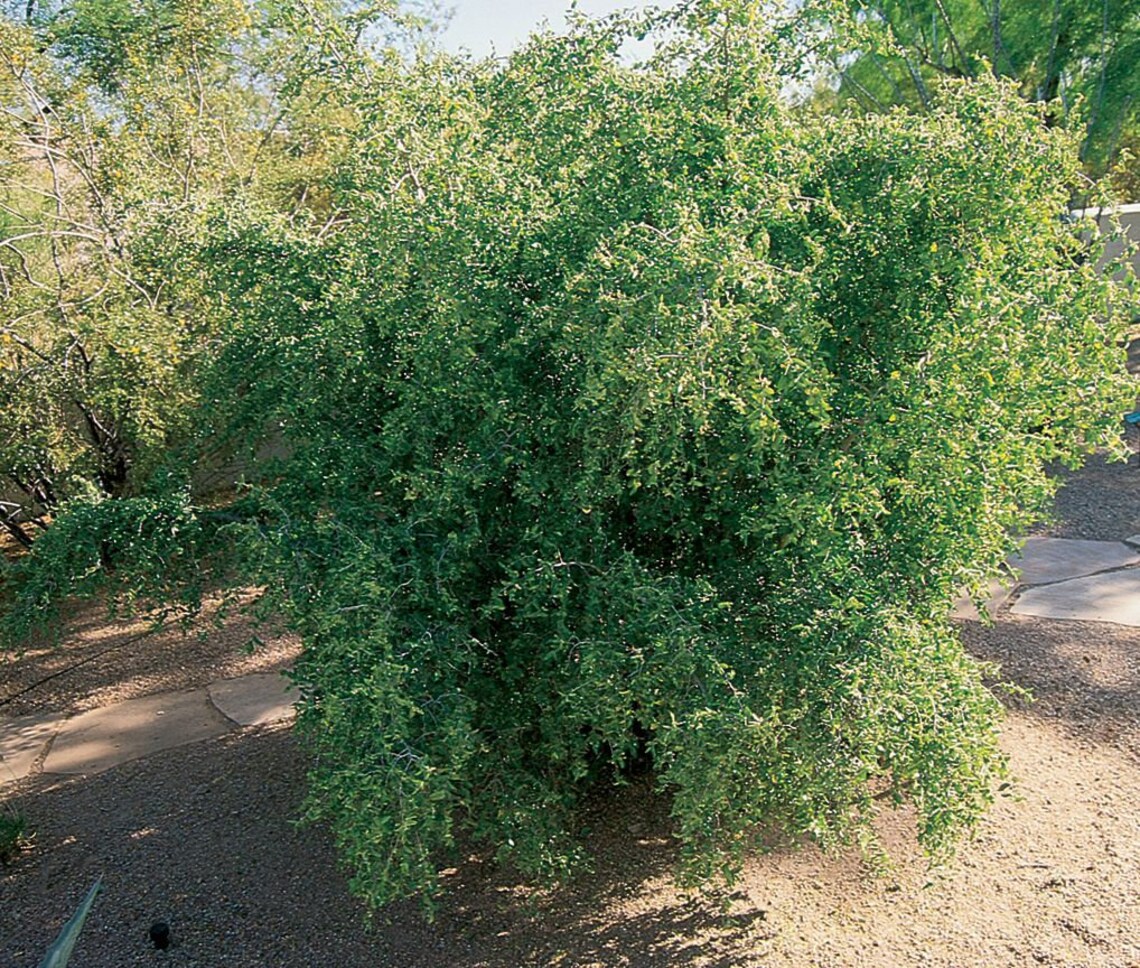Desert Hackberry 10 Seeds Southwest Desert Fruit Tree / Etsy