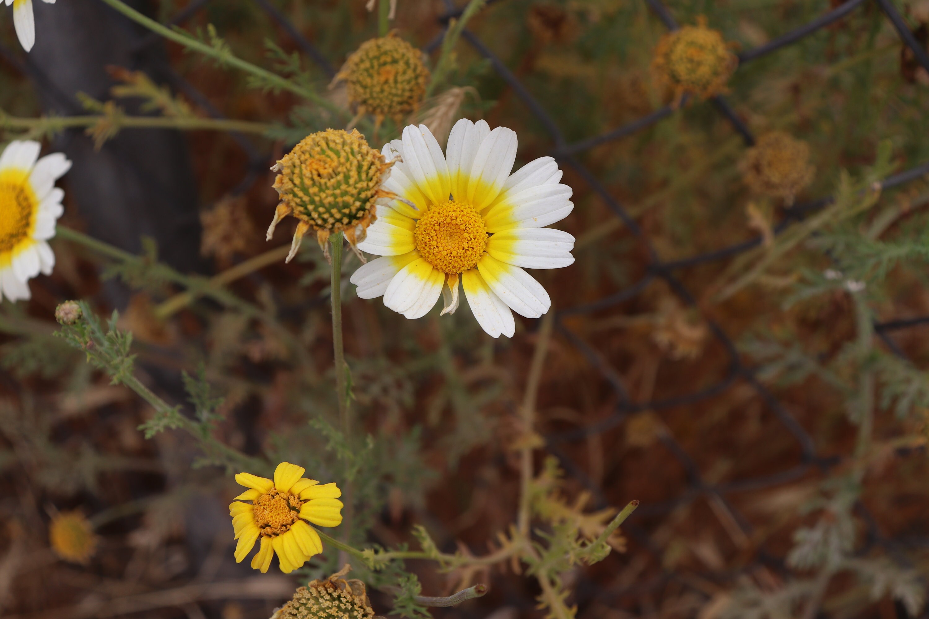 Mexican Wild Daisy 50 Seeds Southwest Superbloom Daisy Etsy Israel