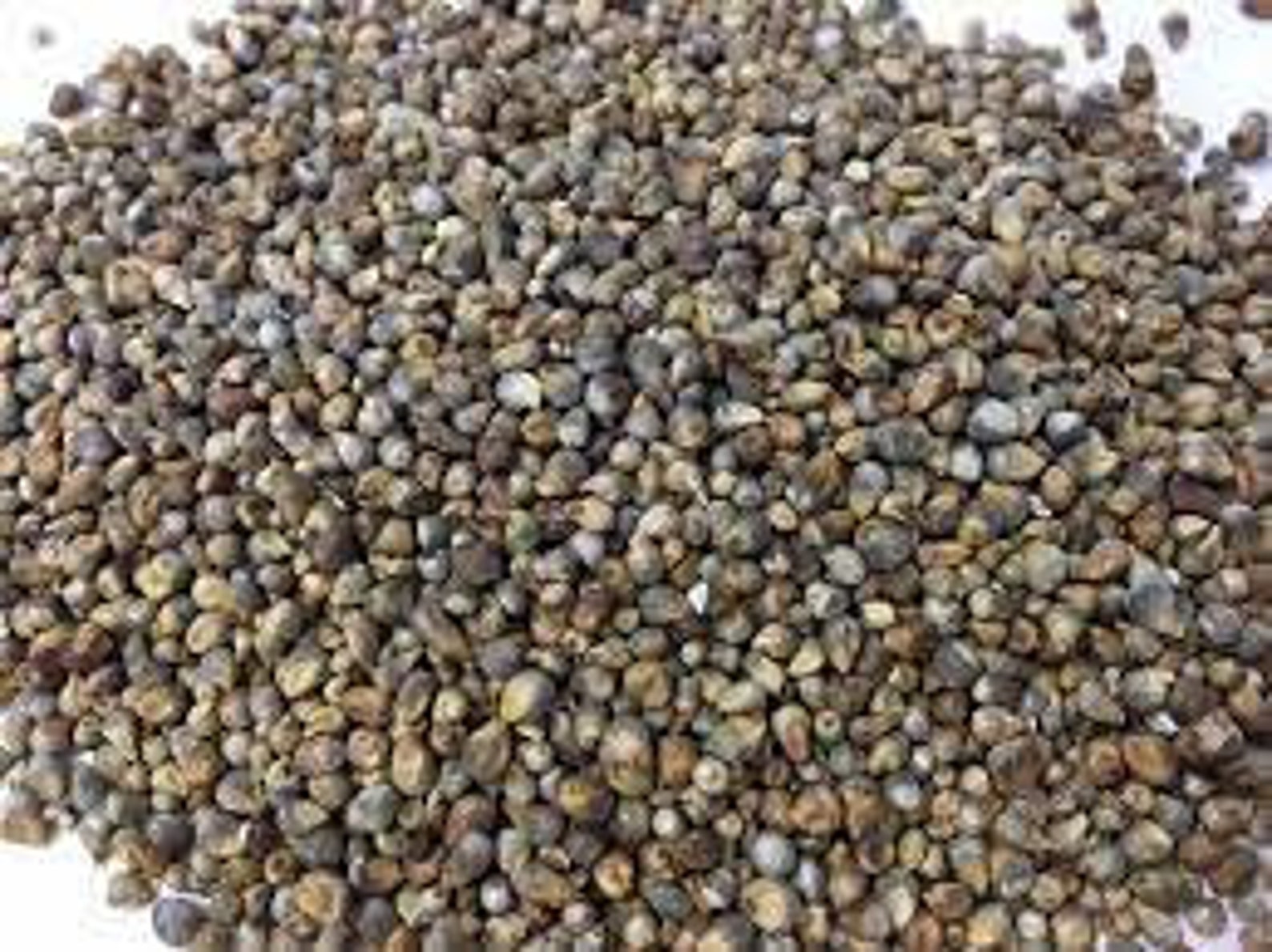 African Purple Millet 200 Seeds Ghanaian Pearl Millet Seeds Etsy