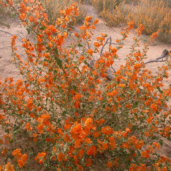 DESERT GLOBEMALLOW 100 Seeds | Southwest Wildflower | Sphaeralcea Ambigua | Native American Tea | Poor Soil, Drought Tolerant, Perennial