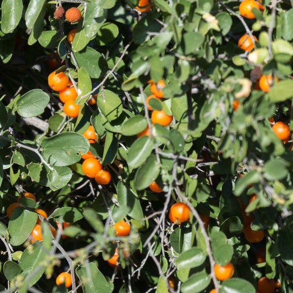 Desert Hackberry 10 Seeds | Southwest Desert Fruit Tree / Shrub | Celtis Pallida | Barrier Erosion Control | Desert Xeriscape Granjeno
