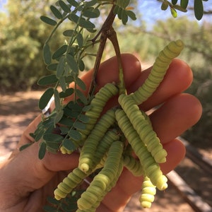 Special Screwbean Mesquite 10 Seeds | Xeriscape Drought Resistant Desert Tree |Threatened Species Prosopis Pubescens | Southwest Native Tree