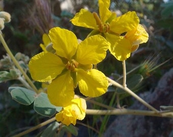 Desert Senna 100 Seeds l Wildflower for Southwest Desert Gardens & Landscapes | Cassia Covesii Desert Flower Drought Tolerant Poor Soil