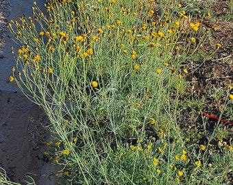Navajo Tea Seeds Thelesperma Filifolium | Perennial Wildflower for Southwest Desert Gardens & Landscapes | Desert Flower Poor Sandy Soil