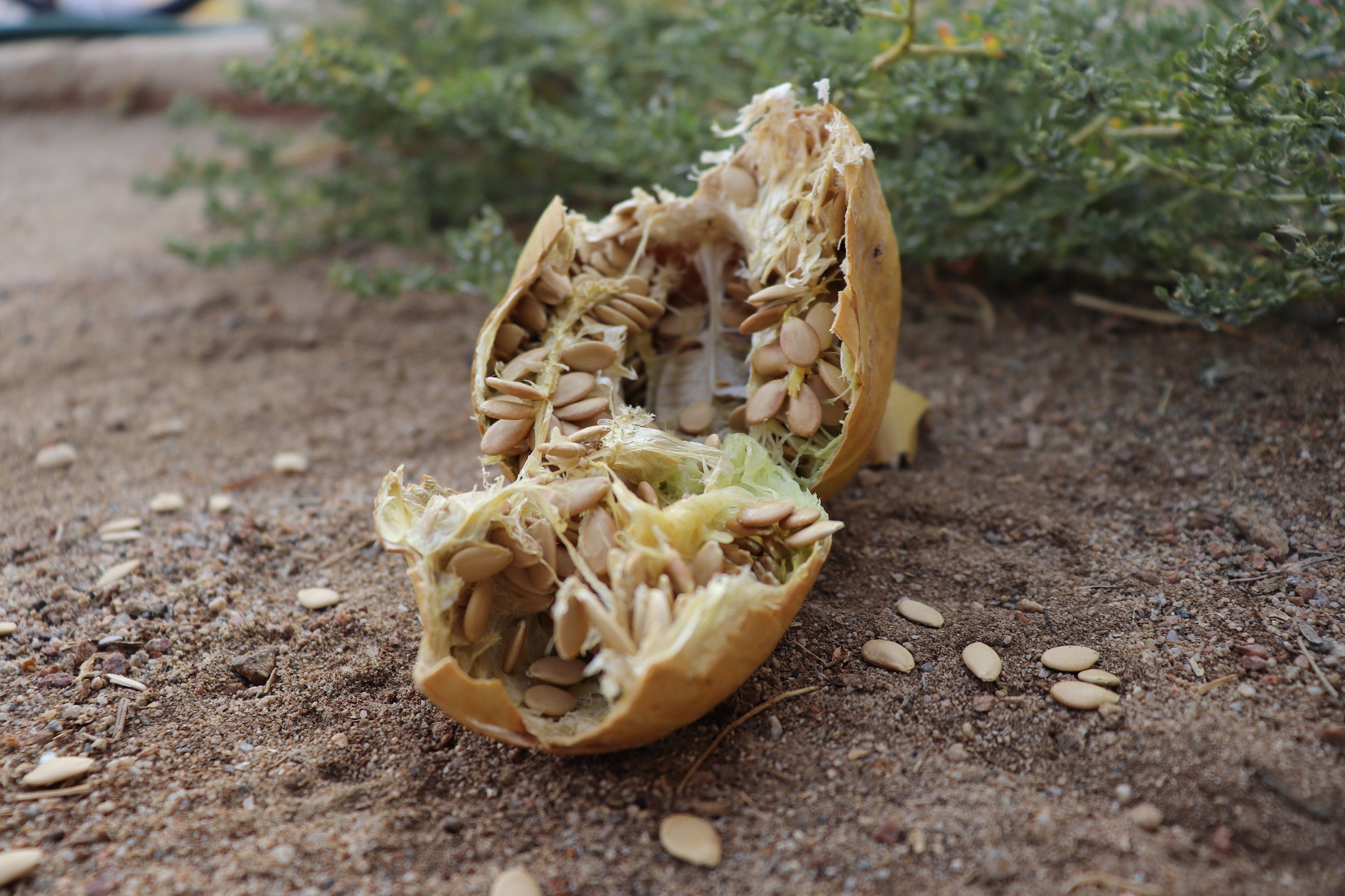 Coyote Gourd 20 SEEDS / Edible Desert Pumpkin Fruit / Etsy