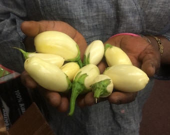 White African Mini Eggplant 25 Seeds | Ghana Garden Egg Seeds Nyaadewa | Diaspora Seeds African American Heritage Seeds | African Seeds