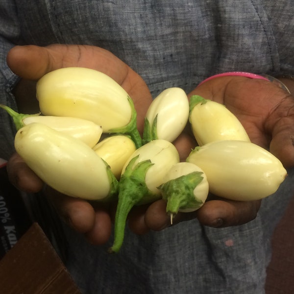 White African Mini Eggplant 25 Seeds | Ghana Garden Egg Seeds Nyaadewa | Diaspora Seeds African American Heritage Seeds | African Seeds