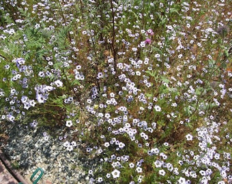 Drought Tolerant California Wildflower | Sandy Rocky Poor Soil Plants | Water Wise Garden Calscape Xeriscape Flower | Gilia Tricolor Seeds