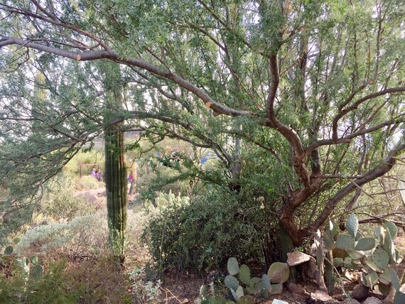 Rare Desert Ironwood Tree 10 Seeds Olneya Tesota Desert Tree Etsy Rare Desert Ironwood Tree 10 Seeds Olneya Tesota Desert Tree Etsy