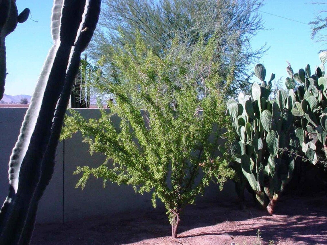 Desert Hackberry 10 Seeds Southwest Desert Fruit Tree / Etsy