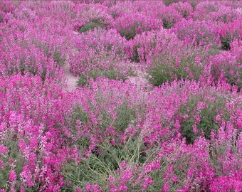 Utah Sweetvetch 100 Seeds | Hedysarum Boreale | COLD and DROUGHT HARDY | Nitrogen Fixer, Sweet Licorice Roots | Northern Sweetvetch Seeds