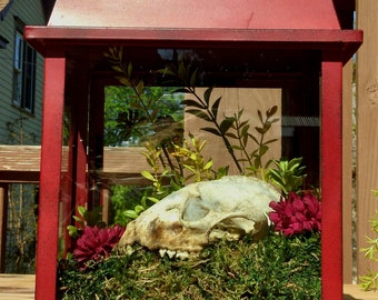 Raccon Skull Display in Terarium From Coyote Kill