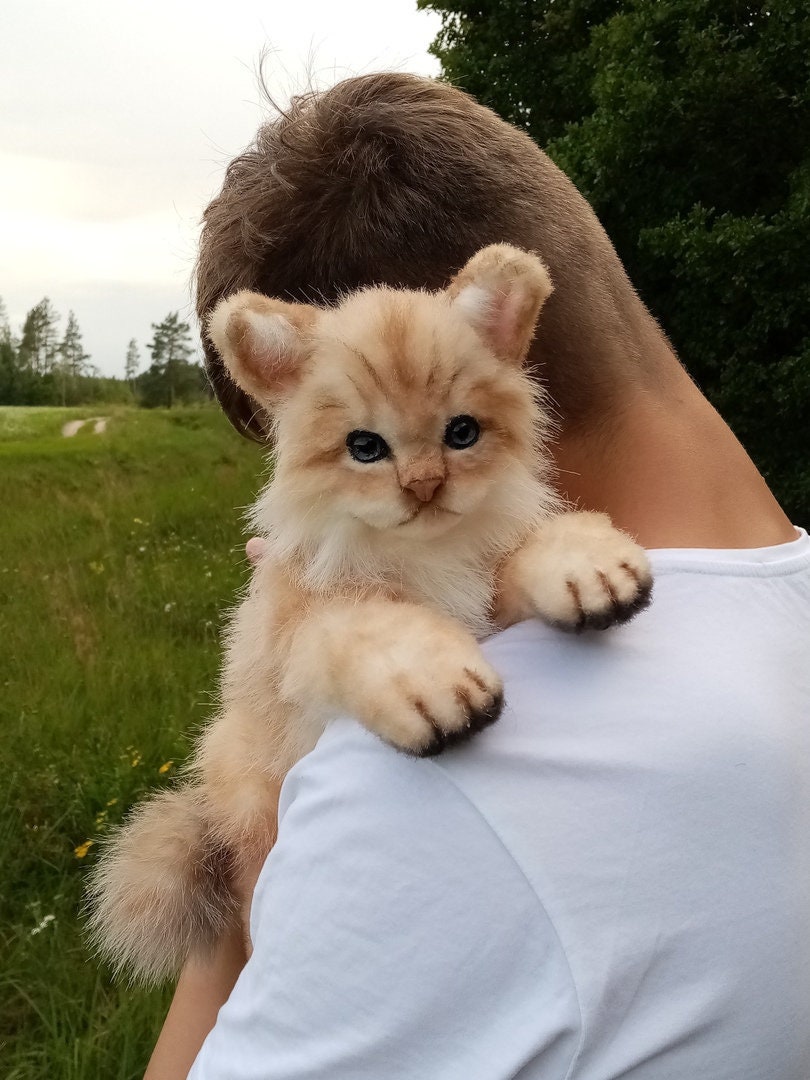 kitten teddy