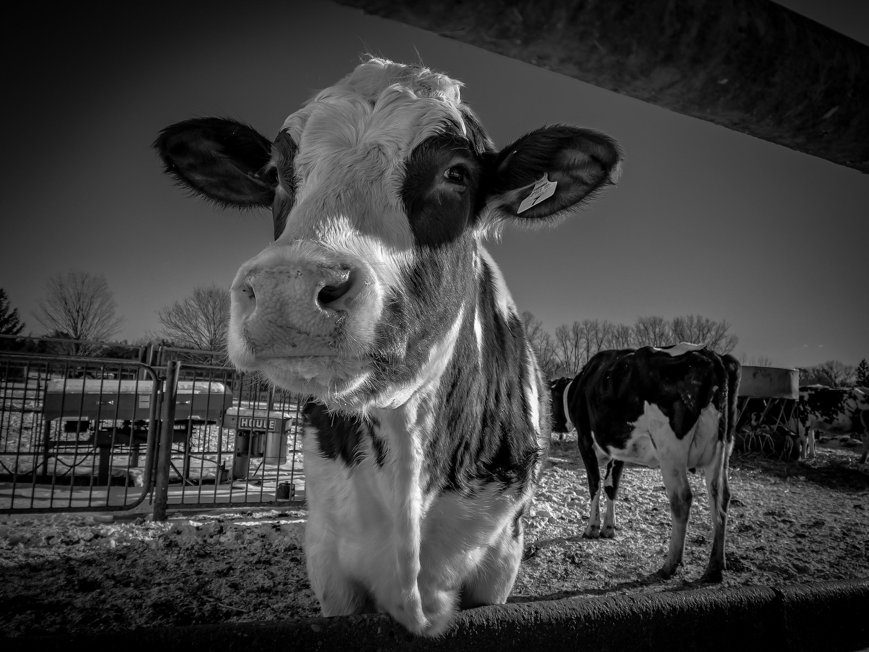 BLACK and WHITE COW Picture, Photograph Print, Cow Canvas Print