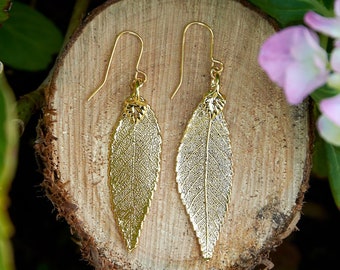 Elm Gold Plated Leaf Earrings