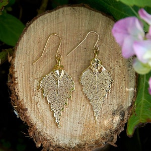 Birch Gold Plated Leaf Earrings