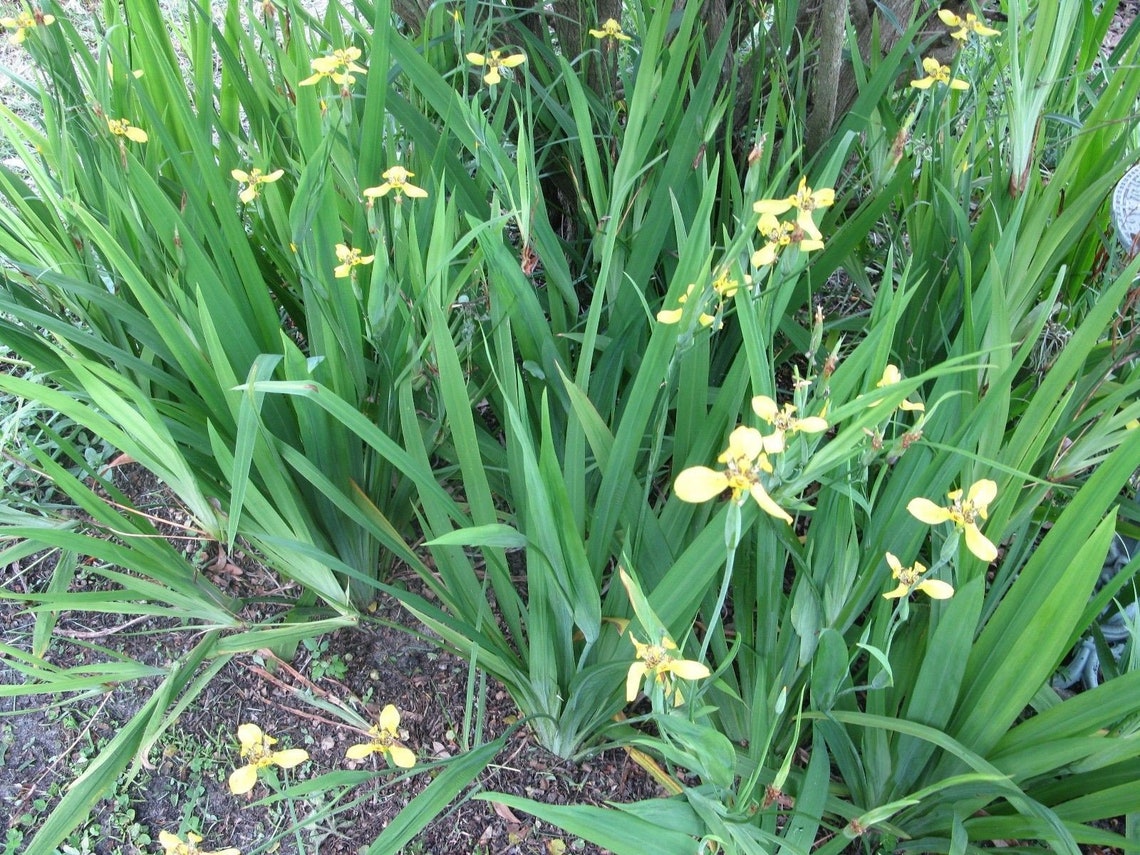 Yellow Walking Iris Heirloom 8 live plants Neomarica Etsy