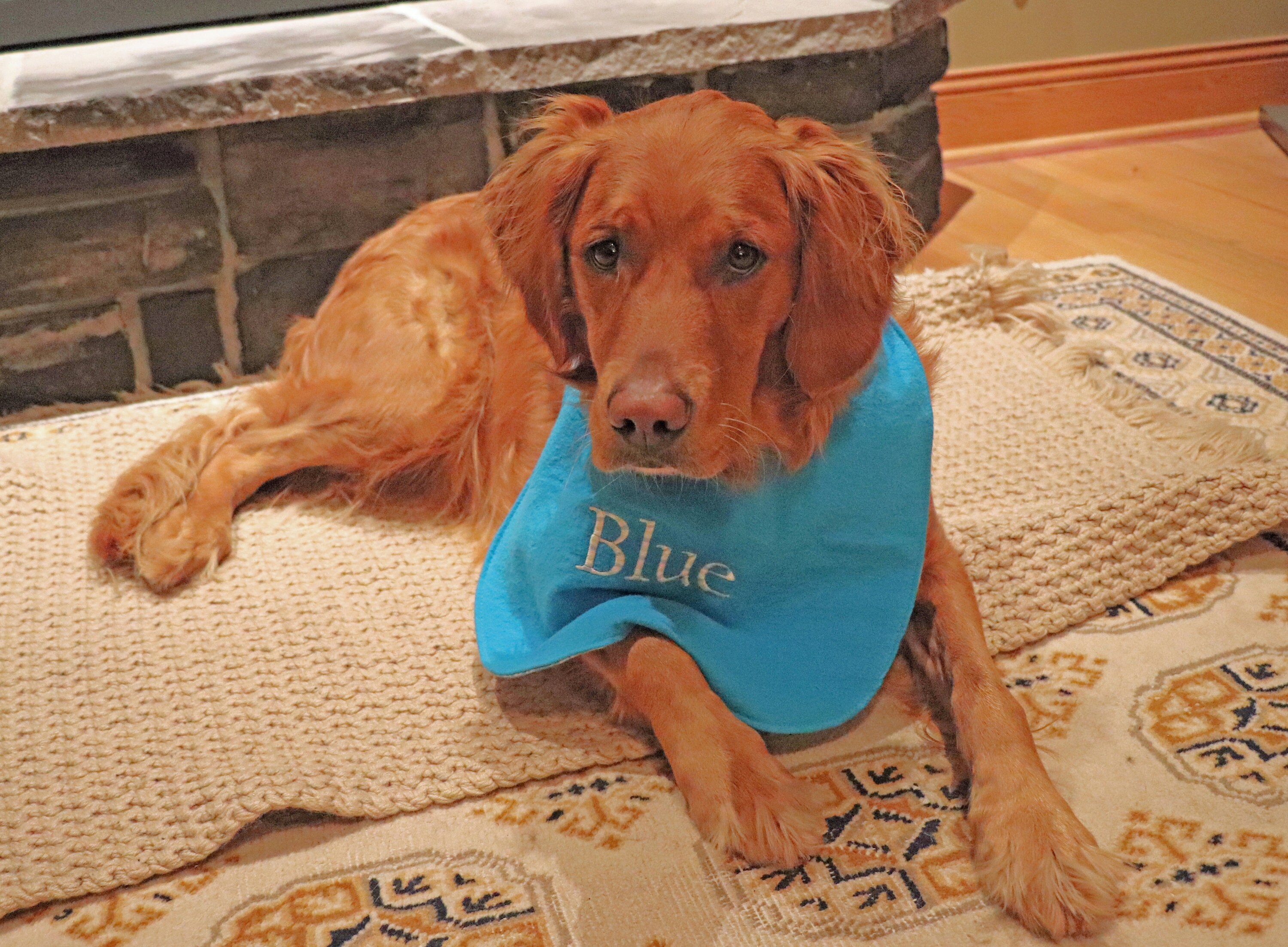 Dog Drool Bibs for Large Breeds Personalize Option Etsy