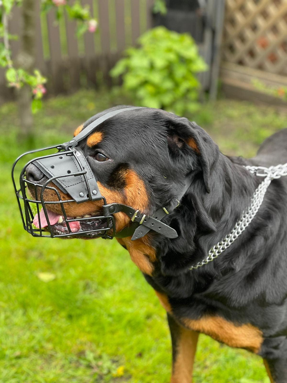 Irelia store dog harness 2025