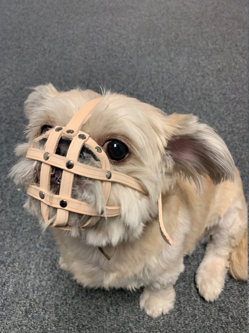 flat face dog muzzle