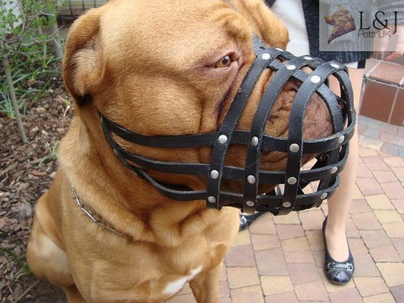 Leather Dog Muzzle for Dogue De Bordeaux and Bullmastiff Etsy UK