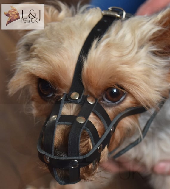 Memorizar aprendiz Grifo Bozal de perro de cuero claro para Chihuahua Yorkshire Terrier - Etsy España