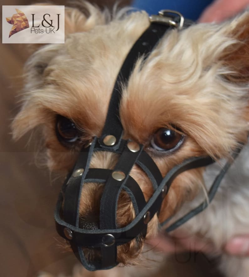 Light leather Dog Muzzle for Chihuahua Yorkshire Terrier Mini Etsy