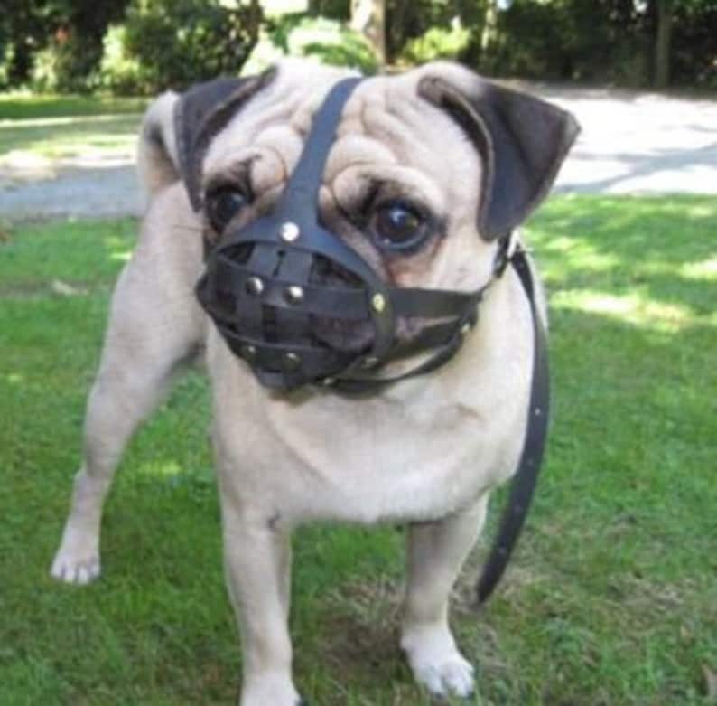 Leather Dog Muzzle for Pug and Other Flat Face Faced Short Etsy